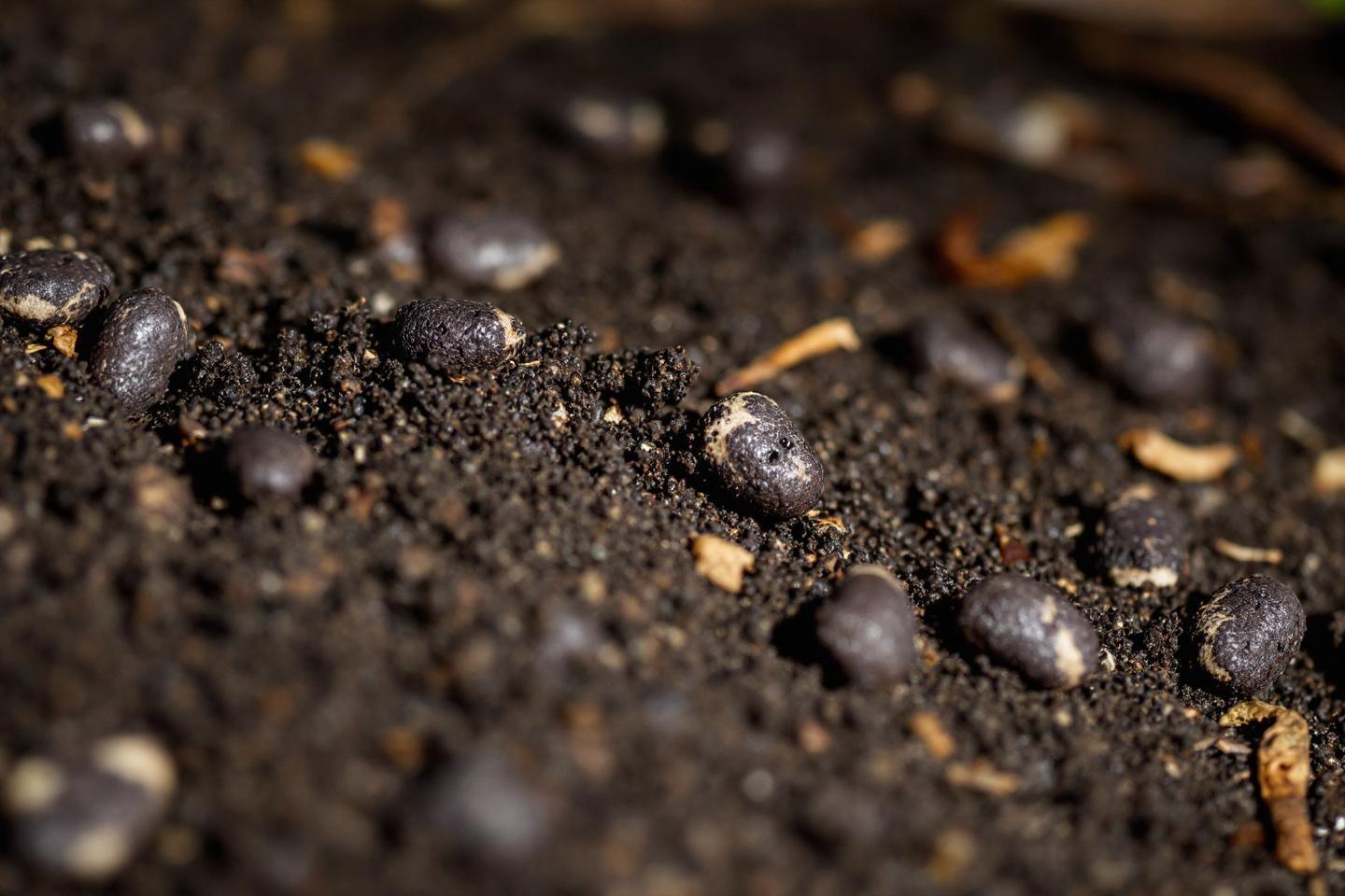 Comment reconnaître et identifier les crottes de hérisson dans son jardin