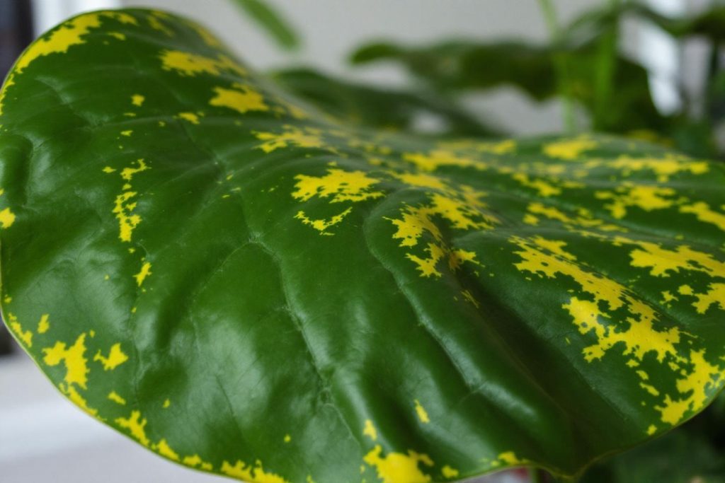 Monstera feuille jaune : causes, solutions et prévention complète